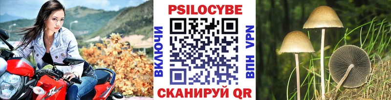 Галлюциногенные грибы Psilocybe  где купить наркоту  Балей 